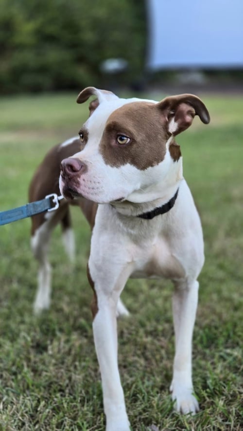 ENZO - American Pit Bull Terrier / Hound available for adoption