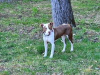 Enzo - Photo 4