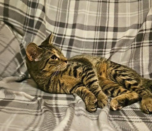 *SABRINA - Domestic Short Hair for adoption in Lynchburg
