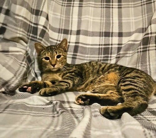 *SABRINA - Domestic Short Hair available for adoption