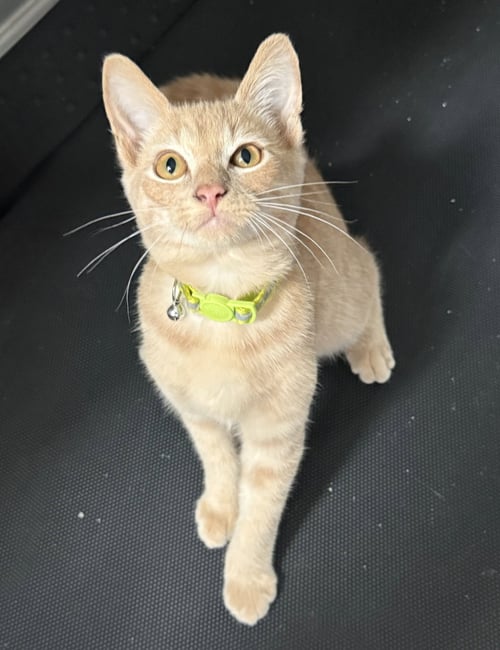 *GROOT - Domestic Short Hair for adoption in Lynchburg