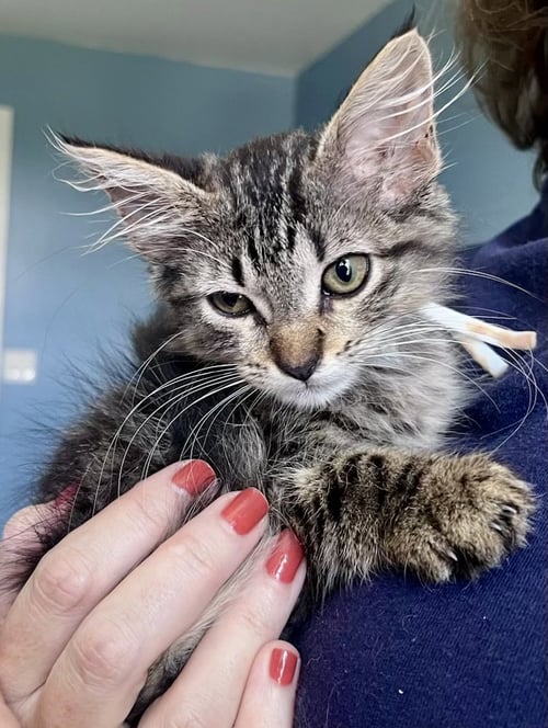 *HASH - Domestic Medium Hair / Tabby available for adoption