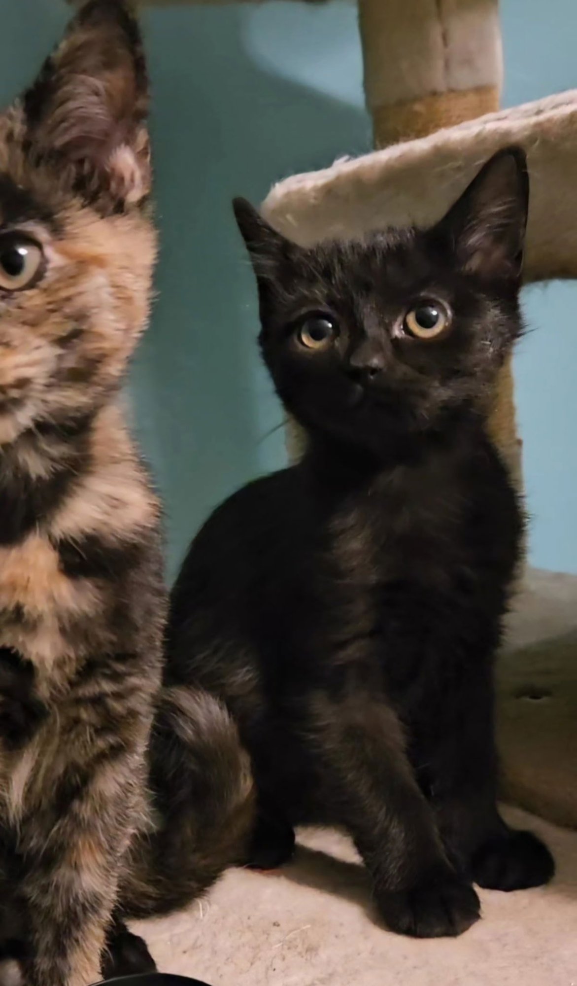 *ELLIOTT - Domestic Short Hair available for adoption