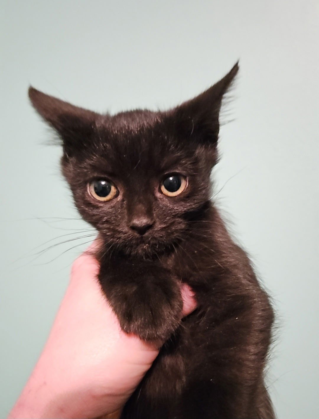 *ELLIOTT - Domestic Short Hair available for adoption