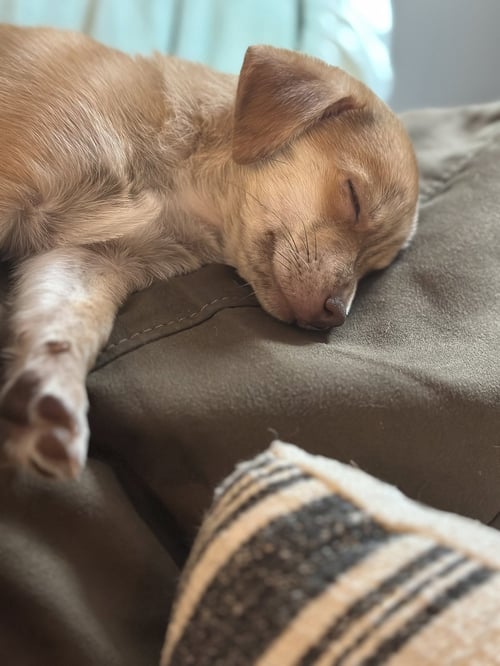 HOBBES - Chihuahua available for adoption