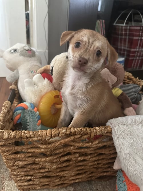 HOBBES - Chihuahua available for adoption