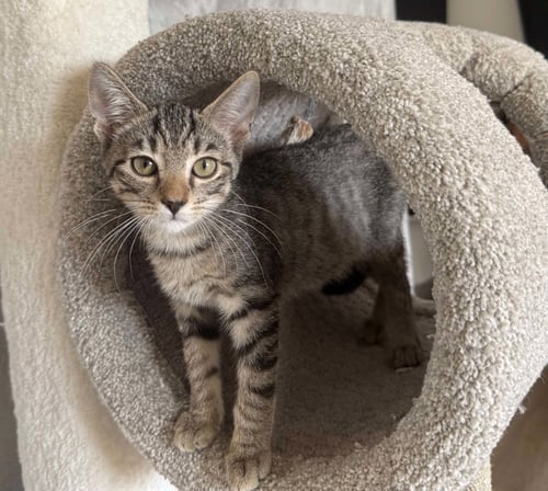 *CHARLIE WONKA - Domestic Short Hair available for adoption