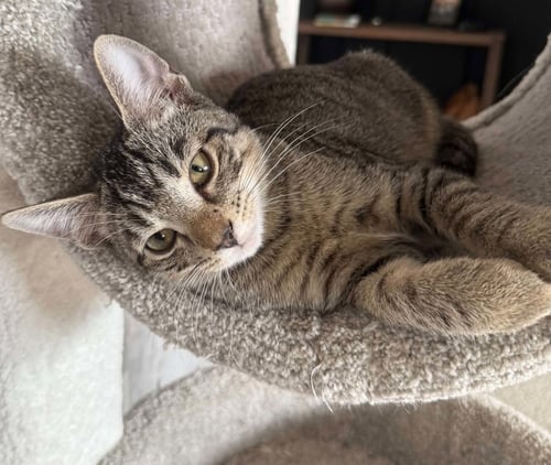 *CHARLIE WONKA - Domestic Short Hair for adoption in Lynchburg
