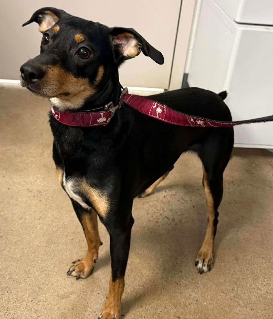 MILLIE - German Pinscher for adoption in Lynchburg