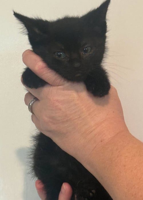 *HOPE - Domestic Medium Hair for adoption in Lynchburg