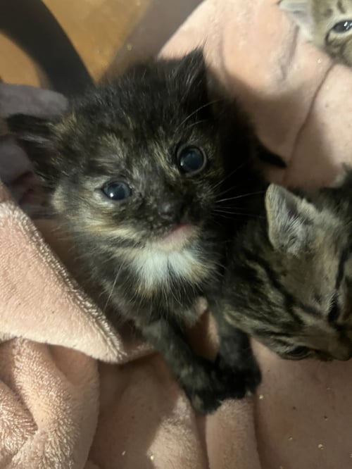 *TORTILLA - Domestic Short Hair / Tortoiseshell for adoption in Lynchburg