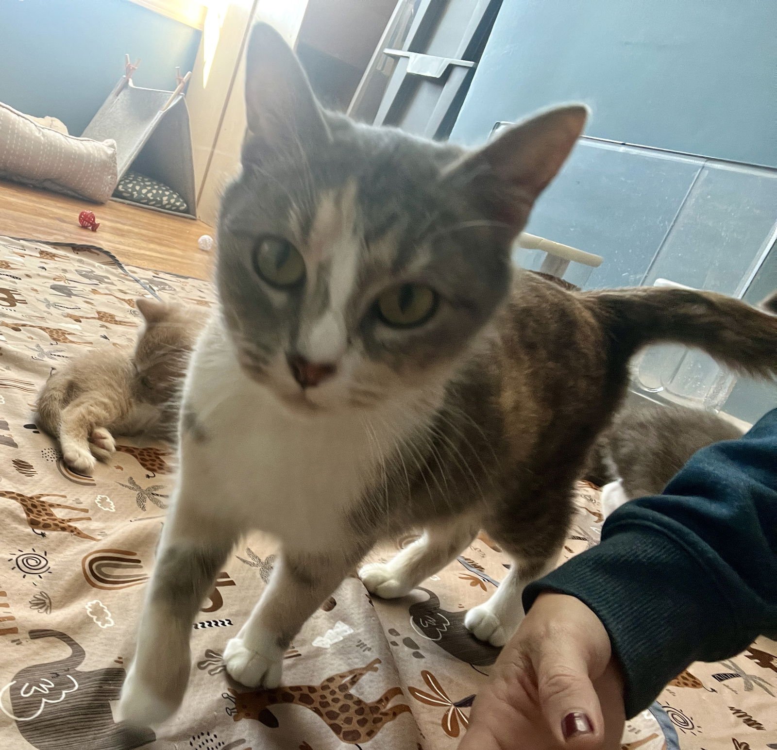 *CAROLINA - Dilute Calico available for adoption