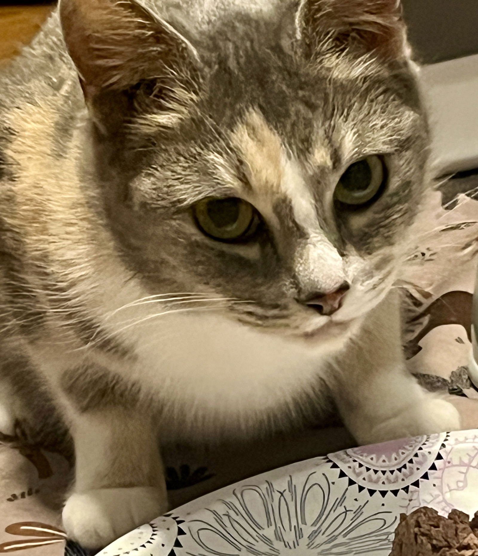 *CAROLINA - Dilute Calico available for adoption