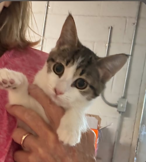 *STEVIE NICKS - Domestic Short Hair available for adoption