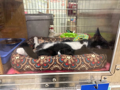 *MARY - Domestic Short Hair available for adoption