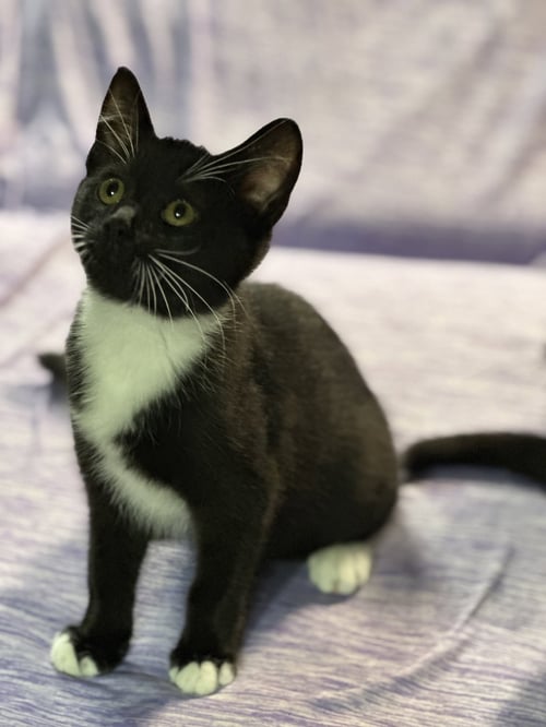 *MARY - Domestic Short Hair available for adoption