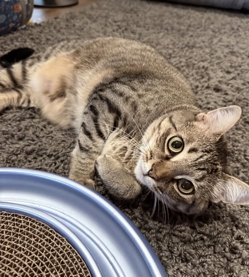 *LUCY - Domestic Short Hair available for adoption