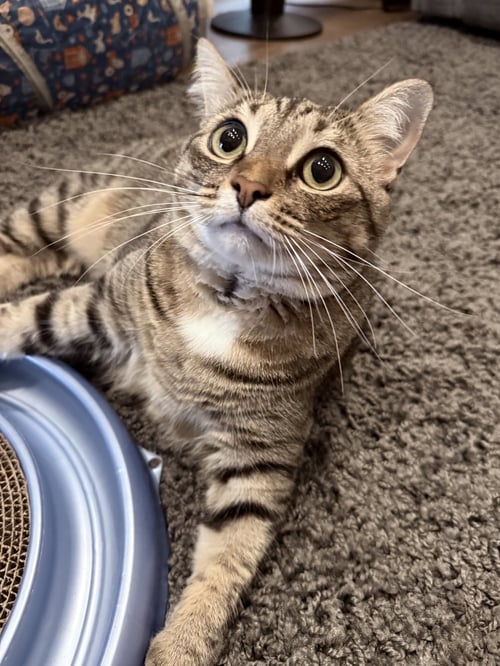 *LUCY - Domestic Short Hair available for adoption
