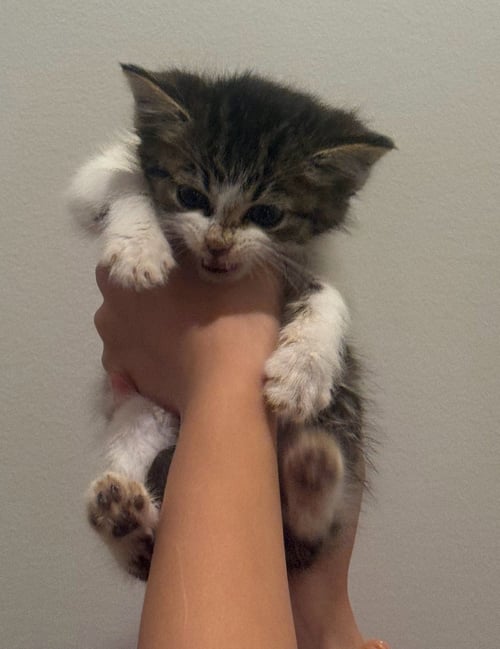 *FAITH - Domestic Short Hair available for adoption