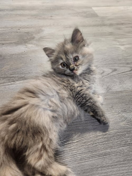 *BISCUITS