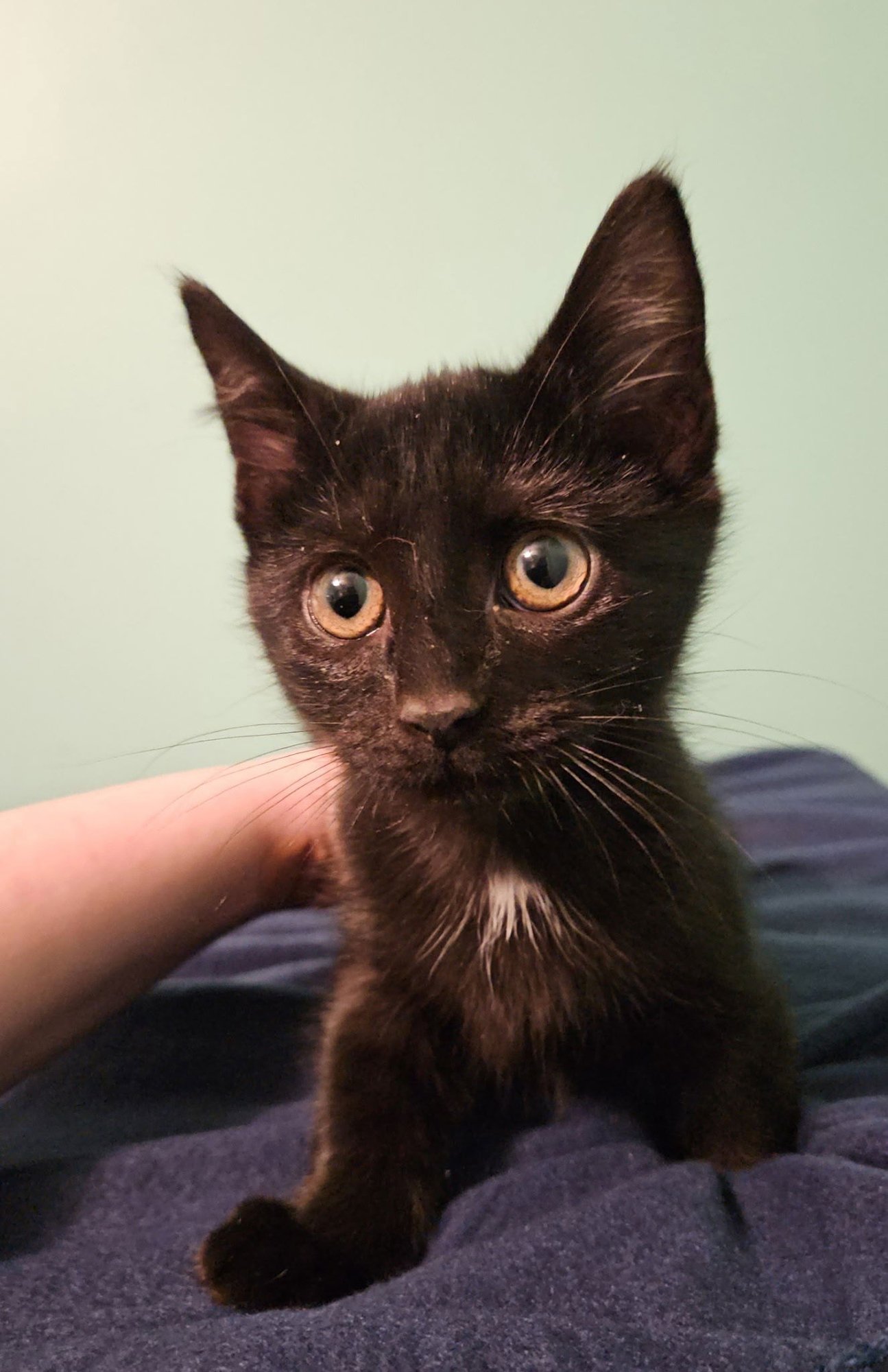 *BRUCE - Domestic Short Hair available for adoption