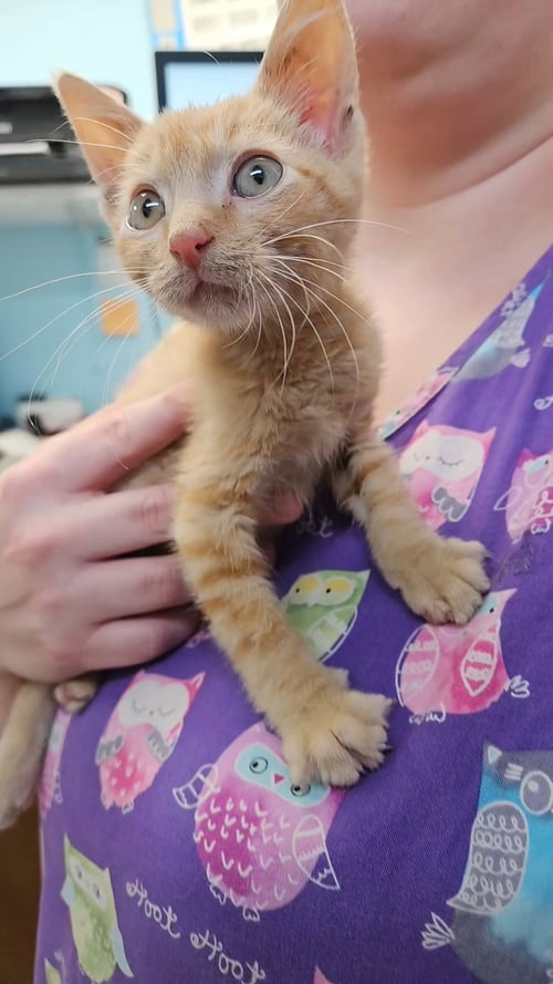 *MILO - Domestic Short Hair available for adoption