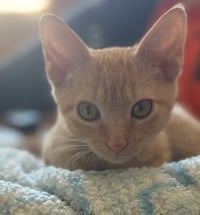 *Milo - Photo 1