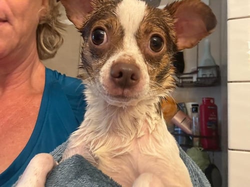 BUDDY - Chihuahua / Terrier available for adoption