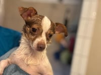 Buddy - Photo 4