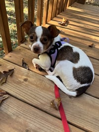 Buddy - Photo 6