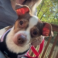 Buddy - Photo 7
