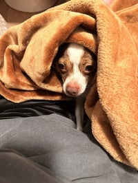 Buddy - Photo 3