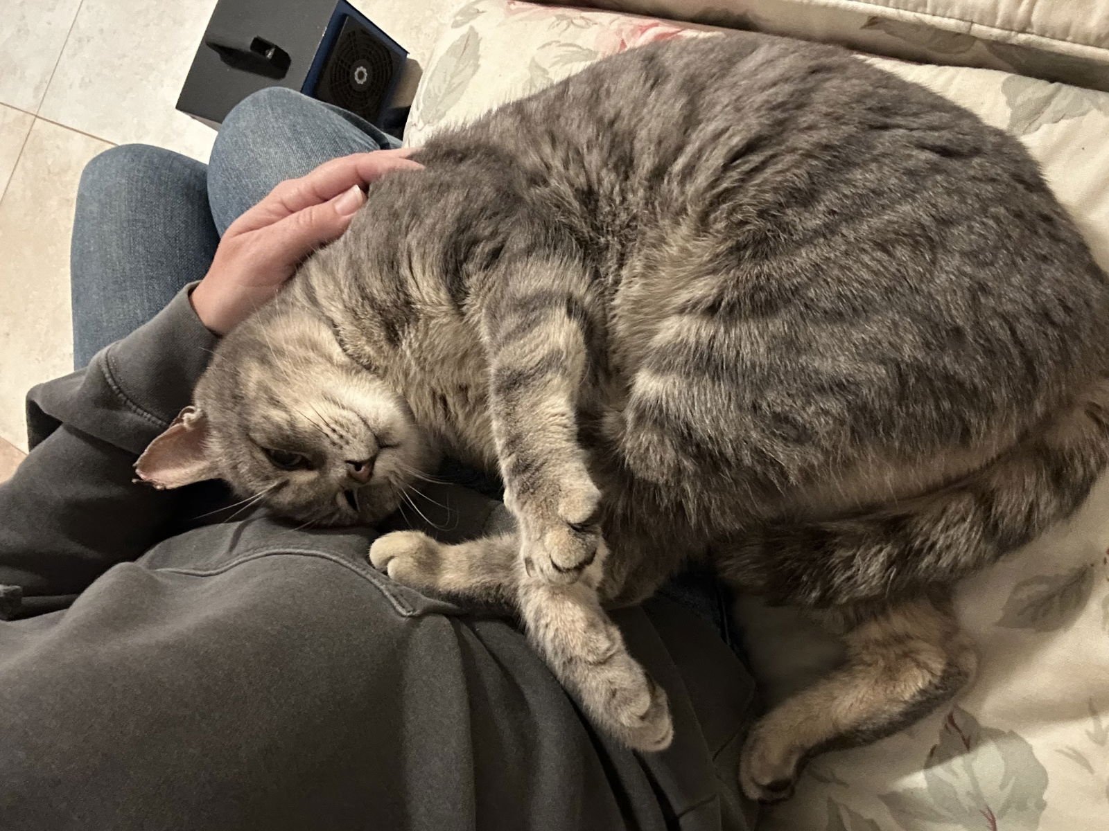 *SMOKE - Domestic Short Hair / Tabby available for adoption