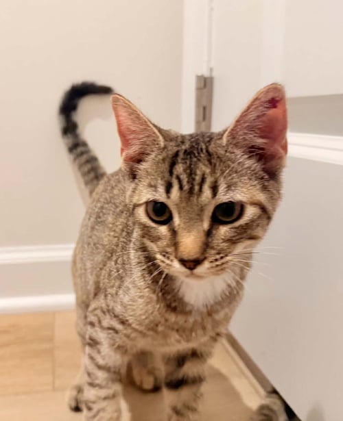 *TAMMY - Domestic Short Hair available for adoption