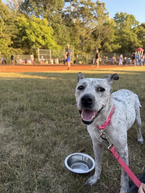 DAISY - Australian Cattle Dog/Blue Heeler available for adoption