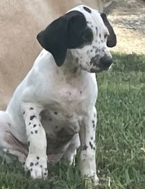 ELVIS - Dalmatian / Treeing Walker Coonhound for adoption in Lynchburg