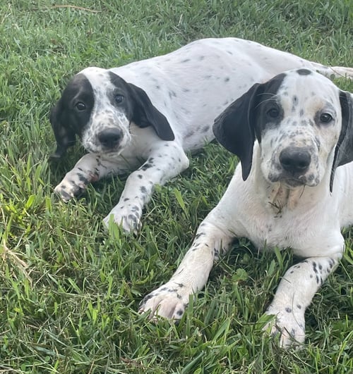 ELVIS - Dalmatian / Treeing Walker Coonhound available for adoption