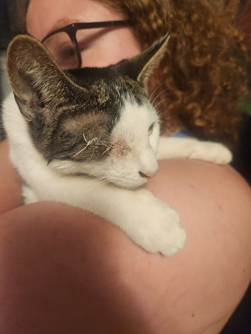 *ASH - Domestic Short Hair available for adoption