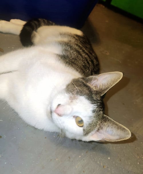 *ASH - Domestic Short Hair available for adoption