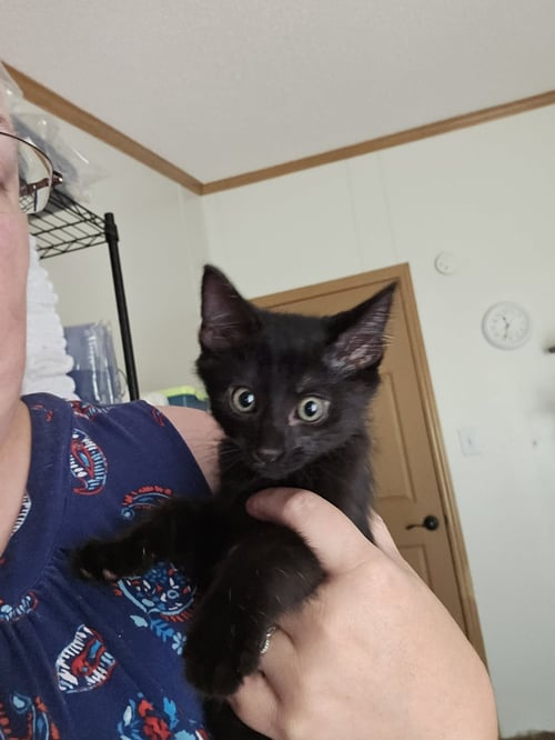 *CHARLIE GIRL - Domestic Short Hair available for adoption