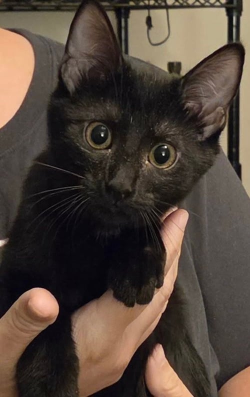*CHARLIE GIRL - Domestic Short Hair available for adoption