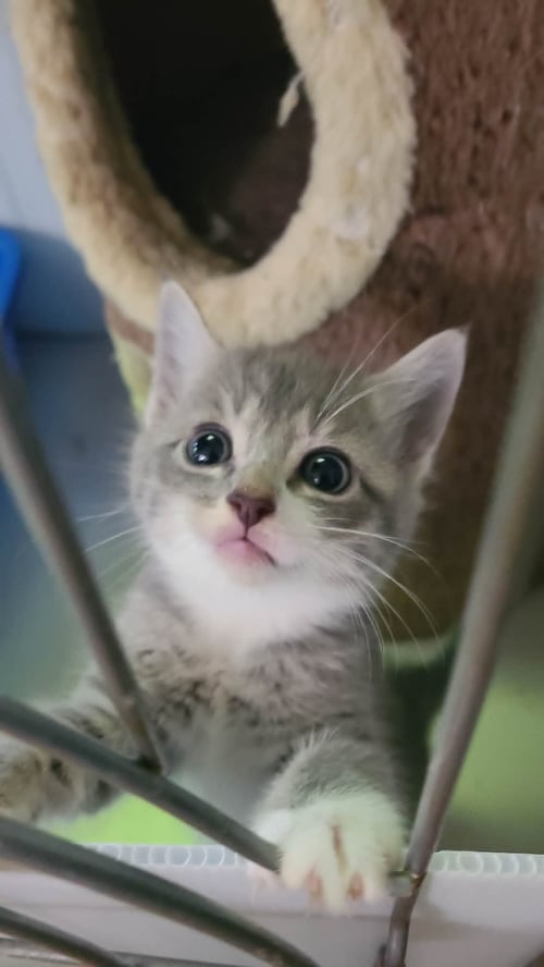 *DOVE - Domestic Short Hair for adoption in Lynchburg