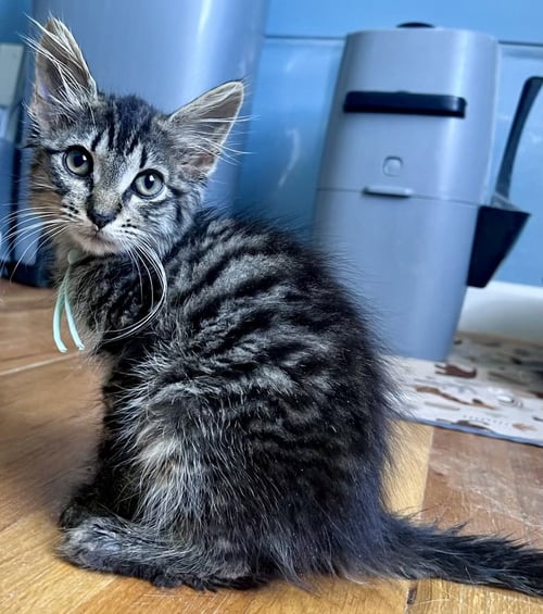 *MASH - Domestic Medium Hair / Tabby available for adoption