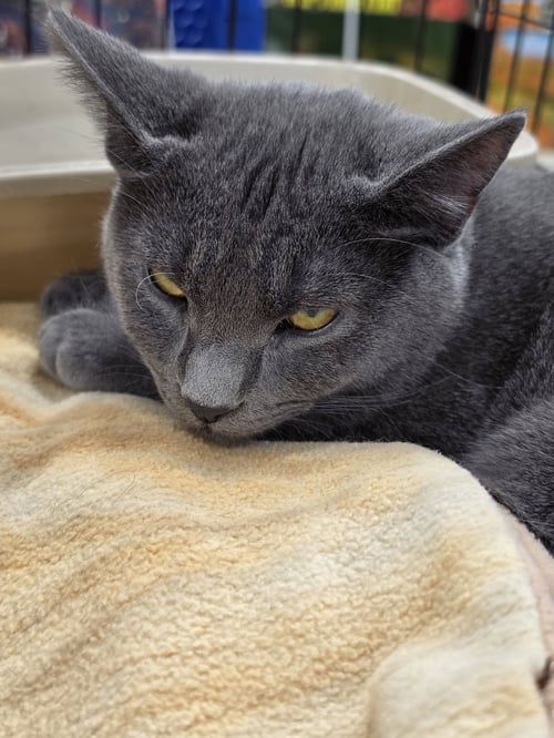 *OPPORTUNITY - Domestic Short Hair available for adoption