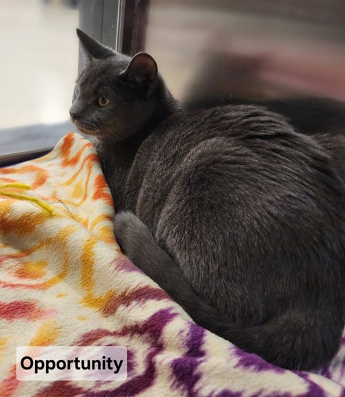 *OPPORTUNITY - Domestic Short Hair available for adoption