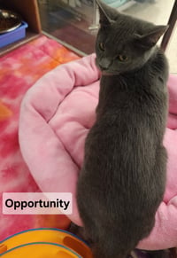 *Opportunity - Photo 3