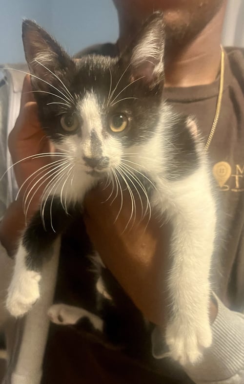 *HEAVENSBEE - Domestic Short Hair available for adoption