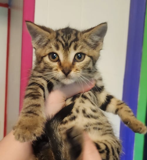*SWEETIE - Domestic Short Hair for adoption in Lynchburg
