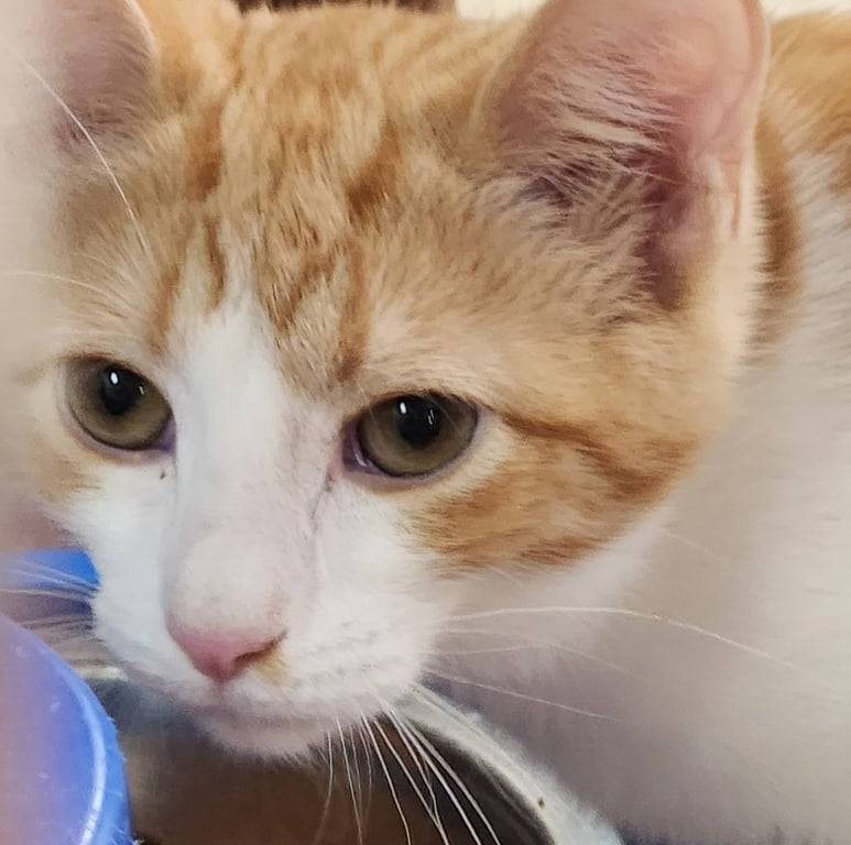*Mousie Wrangler Image
