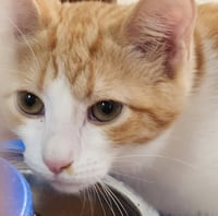 *Mousie Wrangler - Photo 1